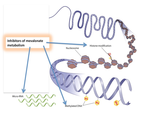 Statins and Bisphosphonates